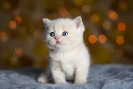 Image result for adorable cat