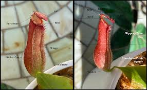 Check spelling or type a new query. Indonesian Pitcher Plants Orangutan Conservancy
