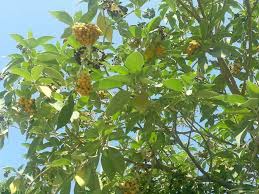 Check spelling or type a new query. Fruits Flowers Forums