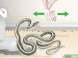 Put your finger at least an inch or two in the soil, and then check to see if it's moist. 4 Ways To Care For Snakes Wikihow Pet