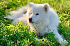 If used often enough some clients have reported a lesser extent of tear staining. How To Get Rid Of Tear Stains On Dogs And Prevent Them Superb Dog