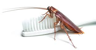 Foothills pest control can handle your pest control needs for residential & commercial properties. American Cockroaches Cleardefense Pest Control