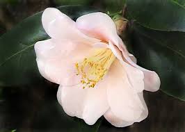 Image result for Theaceae