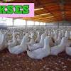 Lihat juga resep asem asem ayam kampung enak lainnya. 1