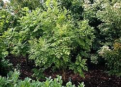 Image result for Aporrhiza paniculata