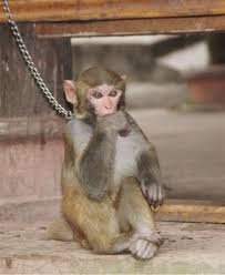 Image result for chained monkeys