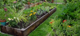 They come in colours like pink, yellow, orange and even deep red. Winter Garden Advice Mr Fothergill S Latest Help Advice