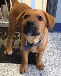 Animal rescue foundation of tulsa, tulsa, ok. Animal Rescue Foundation Of Bartlesville Arf Dogs