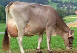 30 Kilo Sut Veren Simental Montofon Holstein Inek Fiyatlari