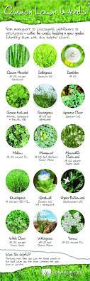 You may change your choice of weed type, or restart the id process at any time. What To Do About All These Weeds Bay Weekly