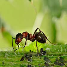 Check spelling or type a new query. 7 Ways To Get Rid Of Ants In The Garden Naturally