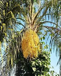 Image result for Syagrus