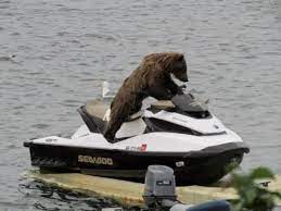 Normal Como Um Urso De Jet Ski Meme By Srbigode007 Memedroid