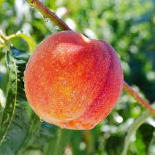 We did not find results for: Contender Peach Tree Dwarf Fruit Trees For Sale Fruit Are Medium In Size Pixies Gardens