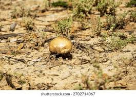 Image result for Scleroderma cepa