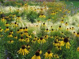 Traumhafte Sonnenfarben Und Graser Im Prariegarten Phlora De Pflegeleichter Garten Garten Garten Pflanzen