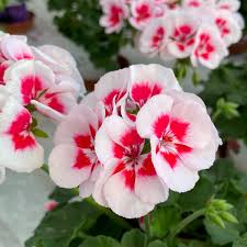Image result for Pelargonium