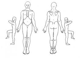 Picture Of The Human Outline Of Human Body Front And Back Outline Body Outline Human Body Human