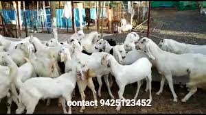 Find details of companies supplying sojat goat, selling sojat goats in india. Sojat Goats For Sale Gokul Agronomics Goat Farm Youtube