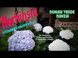 Hortensia Hydrangea Macrophylla A Flor Multicores Youtube