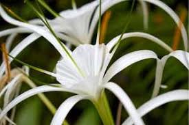 Image result for Crinum stuhlmannii