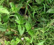 Image result for Melastomastrum