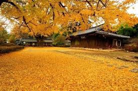 Musim Di Korea Perbezaan Persediaan Setiap Musim Arba Travel