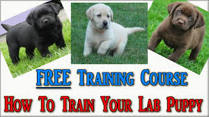 Clicker training uses a sound—a click—to tell the dog when he has done something right. How To Train Labrador Puppies Free Course Labrador Retriever Puppies Labrador Puppy Youtube