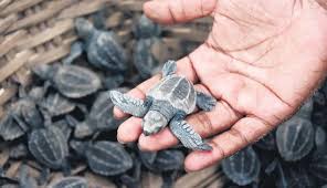 Goa CM posts video of Olive Ridley turtle hatchlings emerging from nest on  Morjim beach