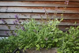 Krauter Fur Huhner Stocke Deinen Krautergarten Ordentlich Auf Desto Bunter Desto Besser Jetzt Ist Die Optimale Zeit Einen Gesunden Krau Huhner Haltung Huhner Und Geflugelstall