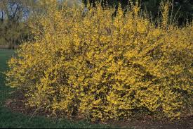 Forsythia Northern Gold Chicago Botanic Garden In 2020 Chicago Botanic Garden Botanical Gardens Forsythia