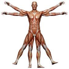 From late middle english humayne, humain, from middle french humain, from latin hūmānus m (of or belonging to a man, human, humane, adjective), from humus, with unclear ū. Human The Creature World Wiki Fandom