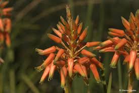 Image result for Aloe cooperi