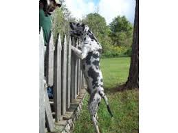 Find great dane in dogs & puppies for rehoming | 🐶 find dogs and puppies locally for sale or adoption in canada : Great Dane Puppies In Georgia
