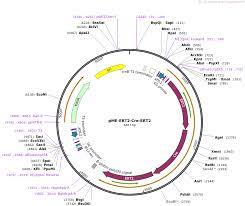 Miguel sanchez 1 месяц назад. Addgene Pme Ert2 Cre Ert2
