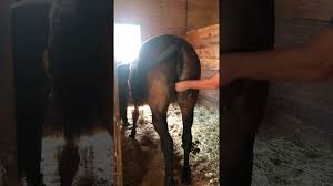 They do not have any sharp internal plastic or wires and are specially designed to ensure that they do not cause any skin irritation. Mare Artificial Insemination Graphic Content Youtube