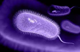 Reservoir bugs: Study shows why stomach pathogen is so tough to eradicate |  News Center | Stanford Medicine