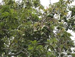 Ini dapat membantu anda mengenali nama pasti jenis bunga atau tanaman hias tertentu. Tanaman Alpukat Mentega Samudrabibit Com