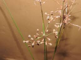 Image result for Fimbristylis