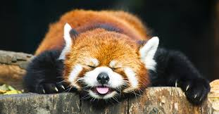 Krasnaya Panda Samoe Ocharovatelnoe Zhivotnoe Zemli Pikabu