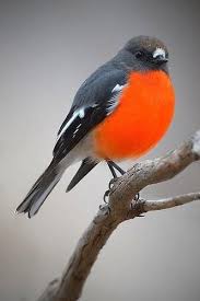 By Birdsaspoetry Pixdaus Kleurrijke Vogels Exotische Vogels Vogels