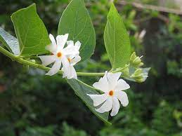 Night Jasmine On Tree Watercolor Flowers Tutorial Rare Flowers Fragrant Flowers