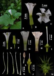 Image result for Datura ferox
