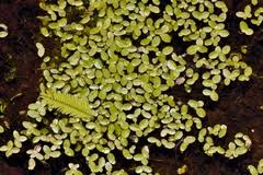 Image result for Lemna aequinoctialis