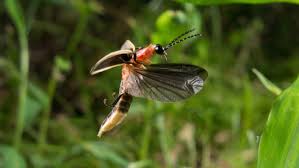 About Fireflies | Xerces Society