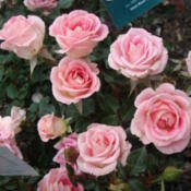 This vividly colored, vigorous variety produces hot pink blooms with cream reverses and a light tea fragrance; Rose Rosa Whimsy In The Roses Database Garden Org