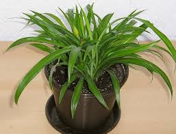 Image result for Chlorophytum comosum