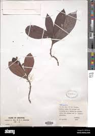 Image result for Tetracera boiviniana