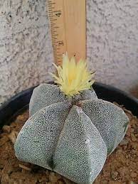You've come to the right place! Astrophytum Myriostigma Bishop S Cap Cactus Live Cactus Ships Bare Root Ebay