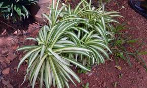 Also, make sure that the pot has plenty of drainage holes. 6 Reasons Your Spider Plant Has Brown Tips